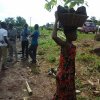 collecting cocoa seedlings from nuesery by farmers